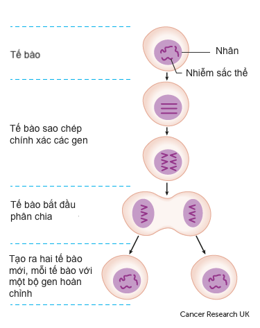 Hóa trị tiêu diệt tế bào ung thư như thế nào?